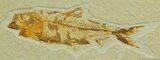 Complete Green River Knightia Fish Fossil #21-1